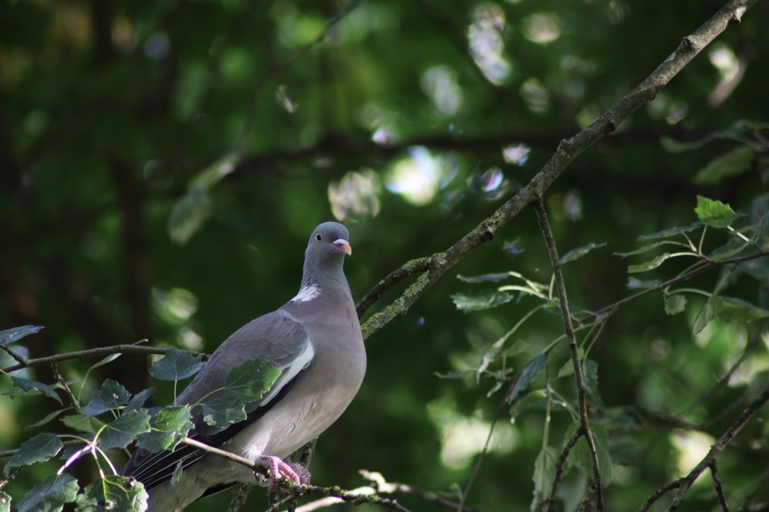 Common Wood-Pigeon - M. Leo