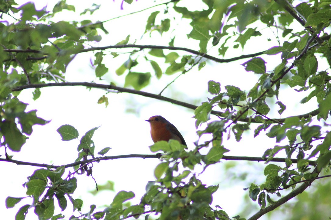 European Robin - ML616597480