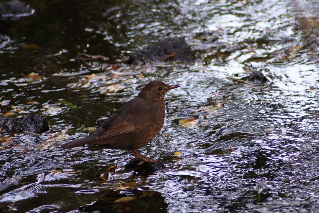 Eurasian Blackbird - M. Leo