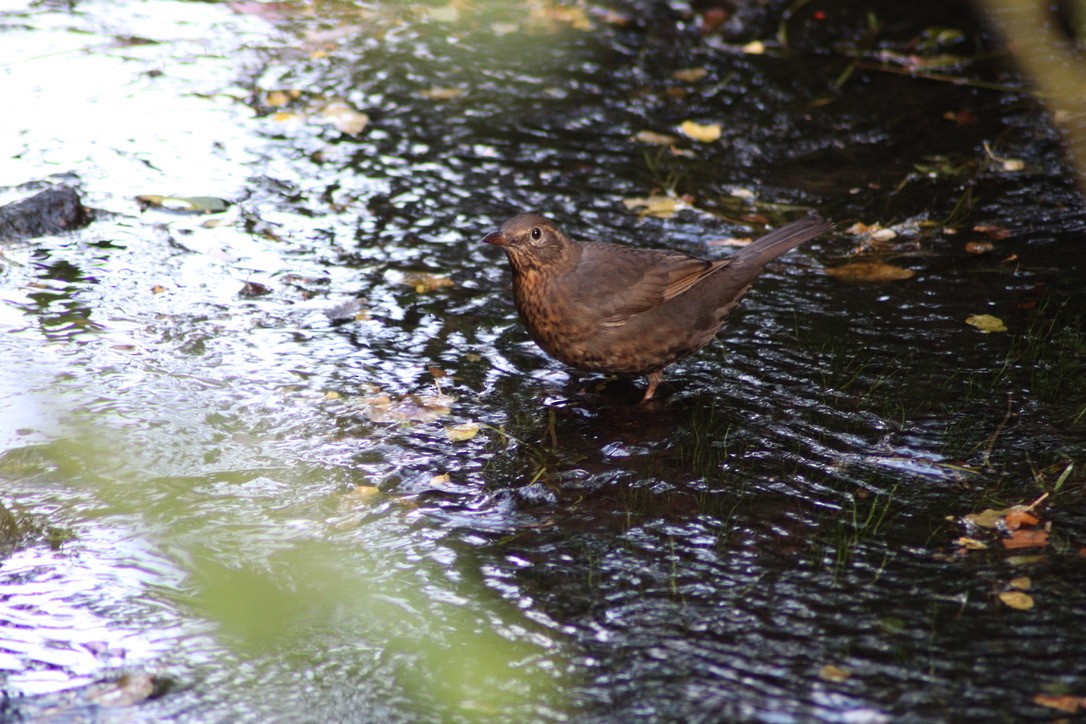 Eurasian Blackbird - ML616597486