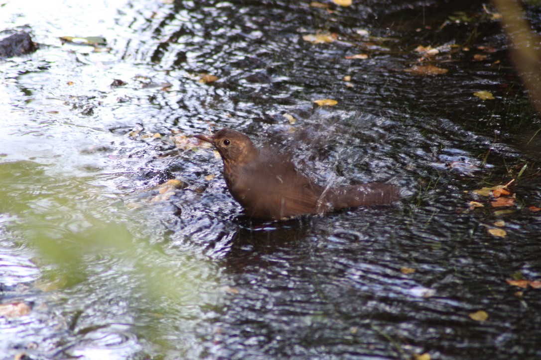 Eurasian Blackbird - ML616597487