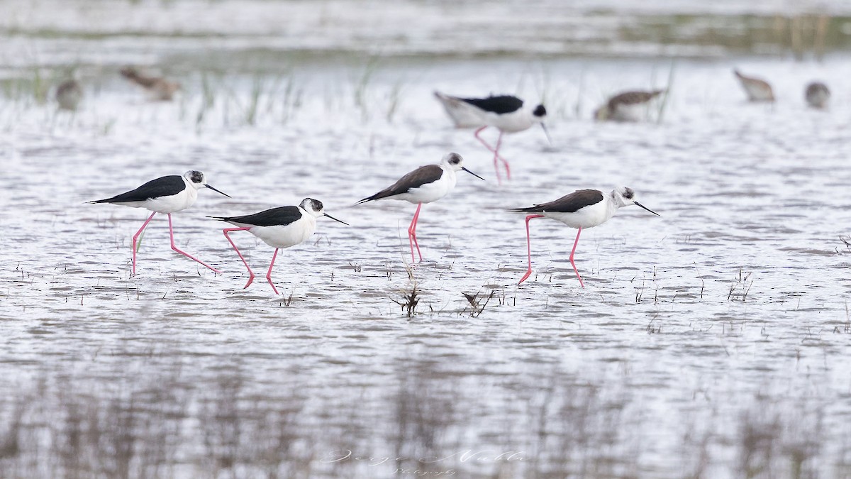 Black-winged Stilt - Jorge Nubla