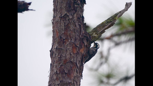 Red-cockaded Woodpecker - ML616597505