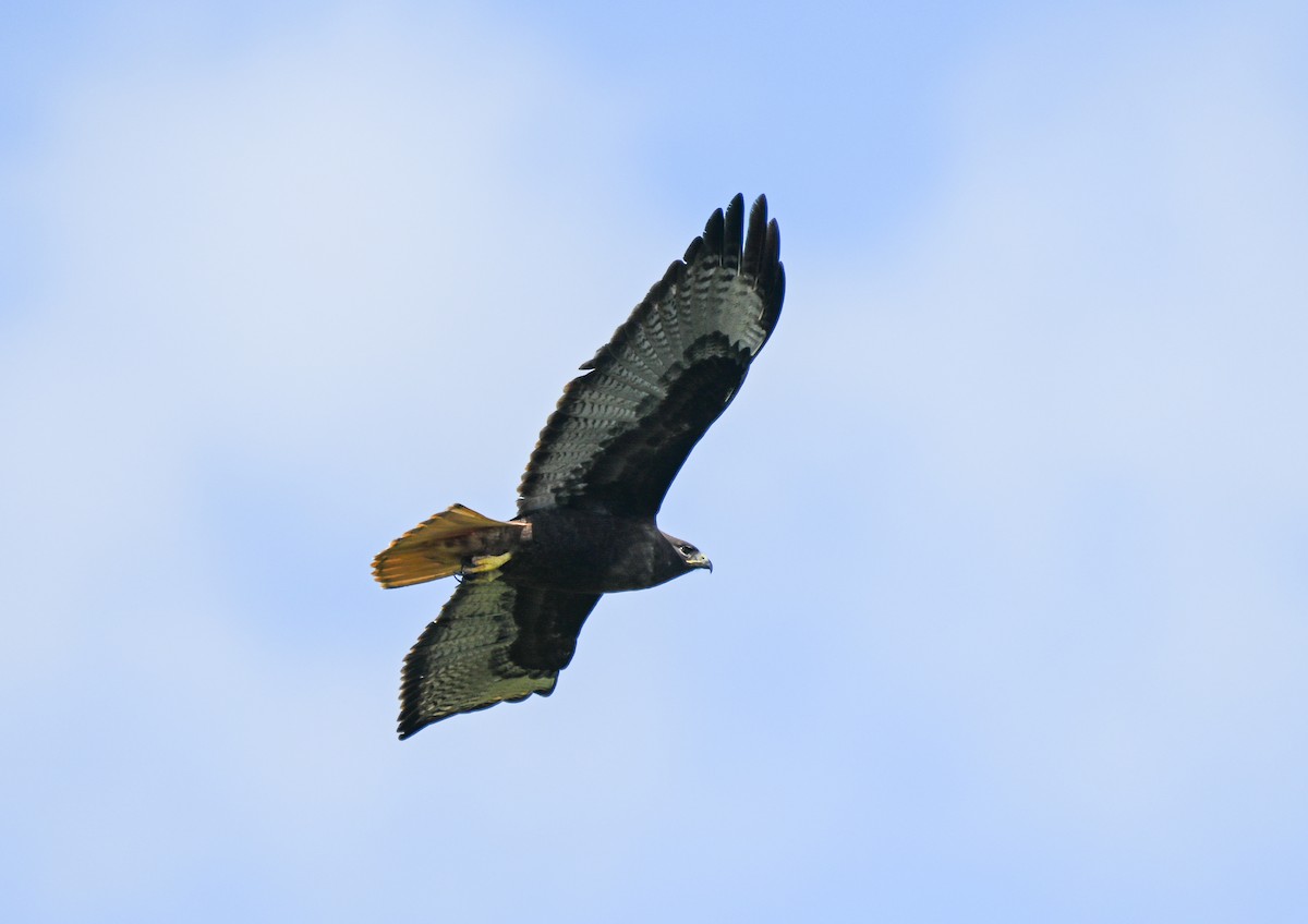 Red-tailed Hawk - Sandrine Biziaux-Scherson