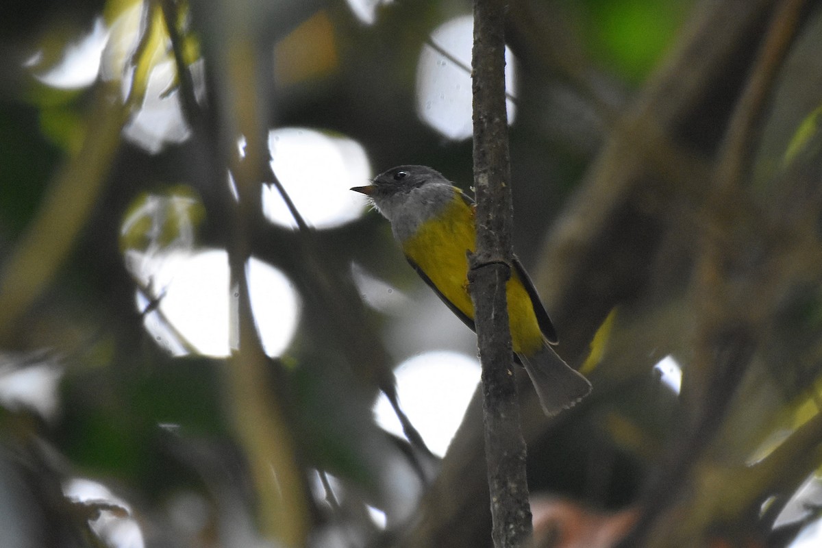 Gray-headed Canary-Flycatcher - Lukasz Pulawski