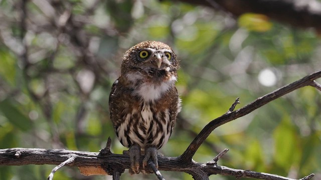 Northern Pygmy-Owl (Mountain) - ML616597523