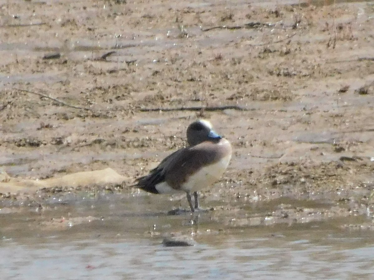 Canard d'Amérique - ML616597526