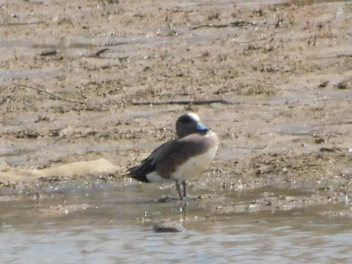 American Wigeon - ML616597526