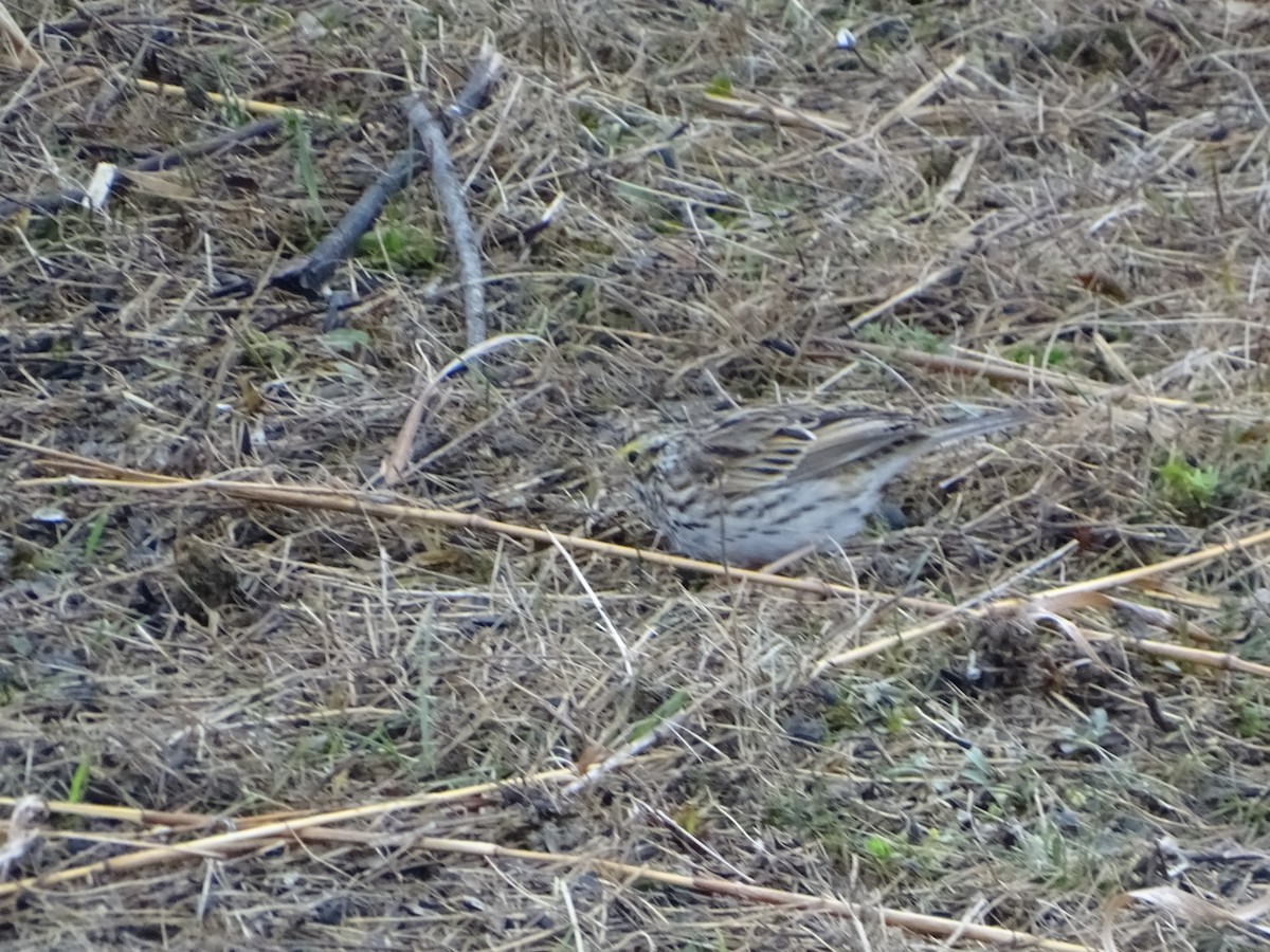Savannah Sparrow - ML616597531
