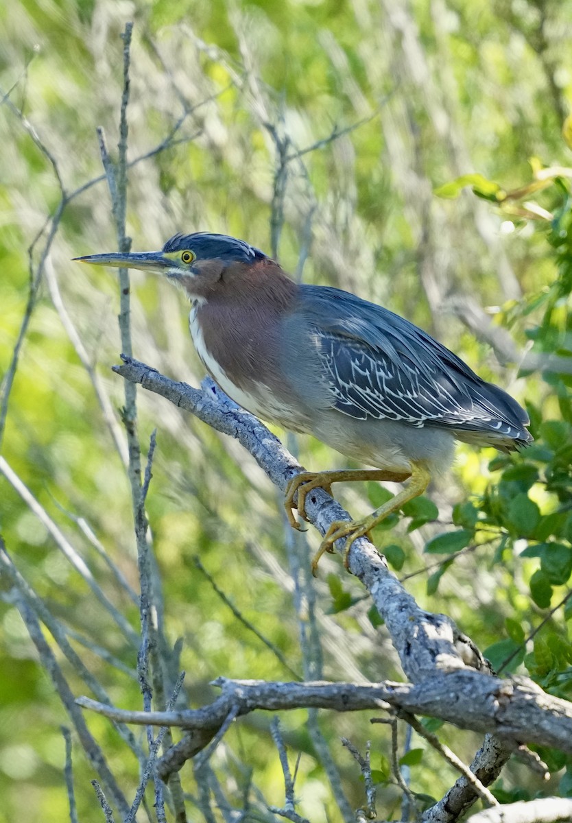 Green Heron - ML616597538