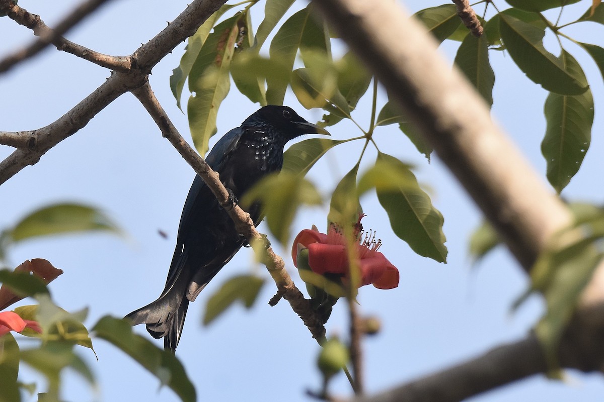 Hair-crested Drongo - Lukasz Pulawski