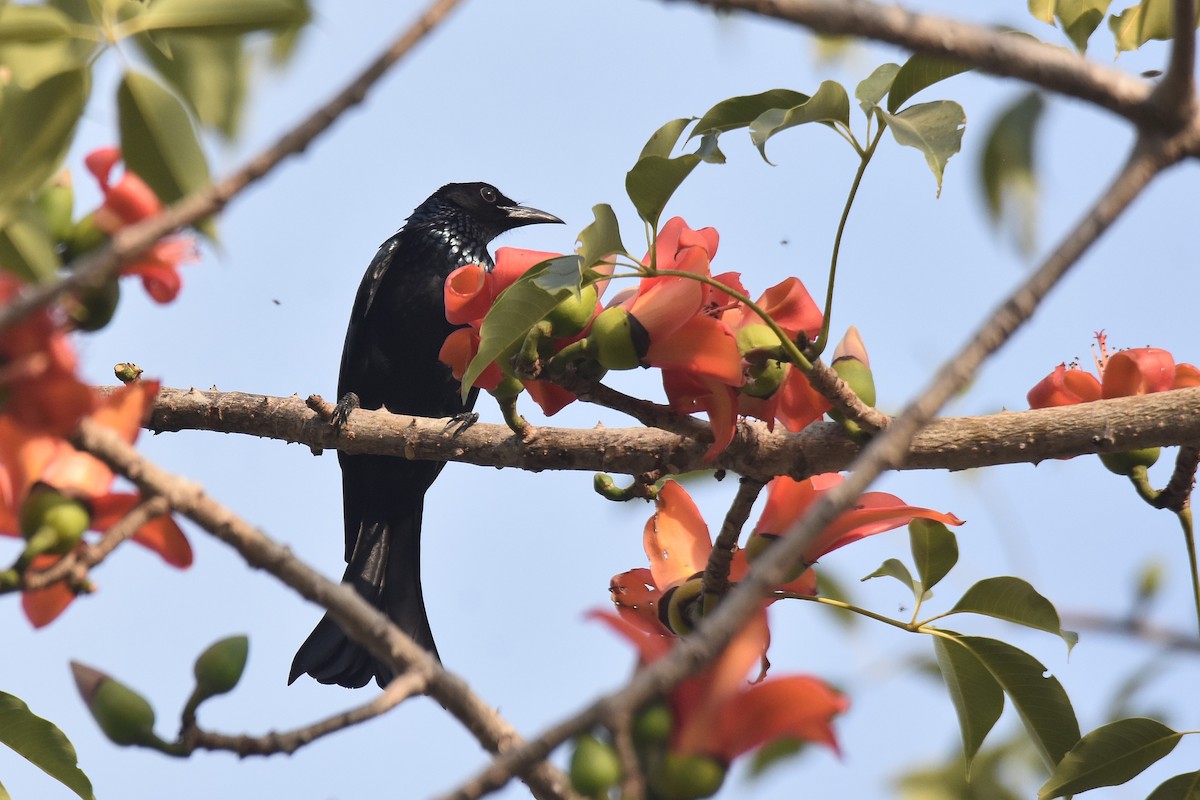 Hair-crested Drongo - Lukasz Pulawski