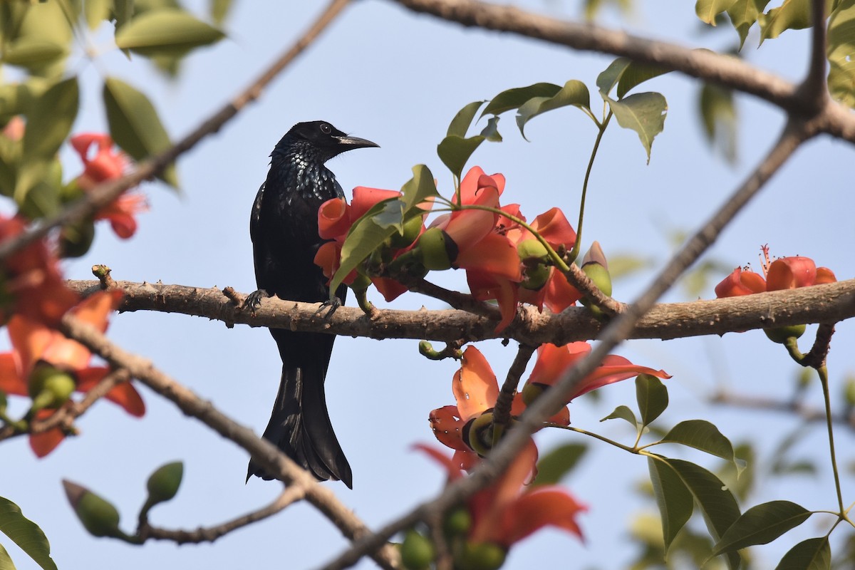 Hair-crested Drongo - Lukasz Pulawski