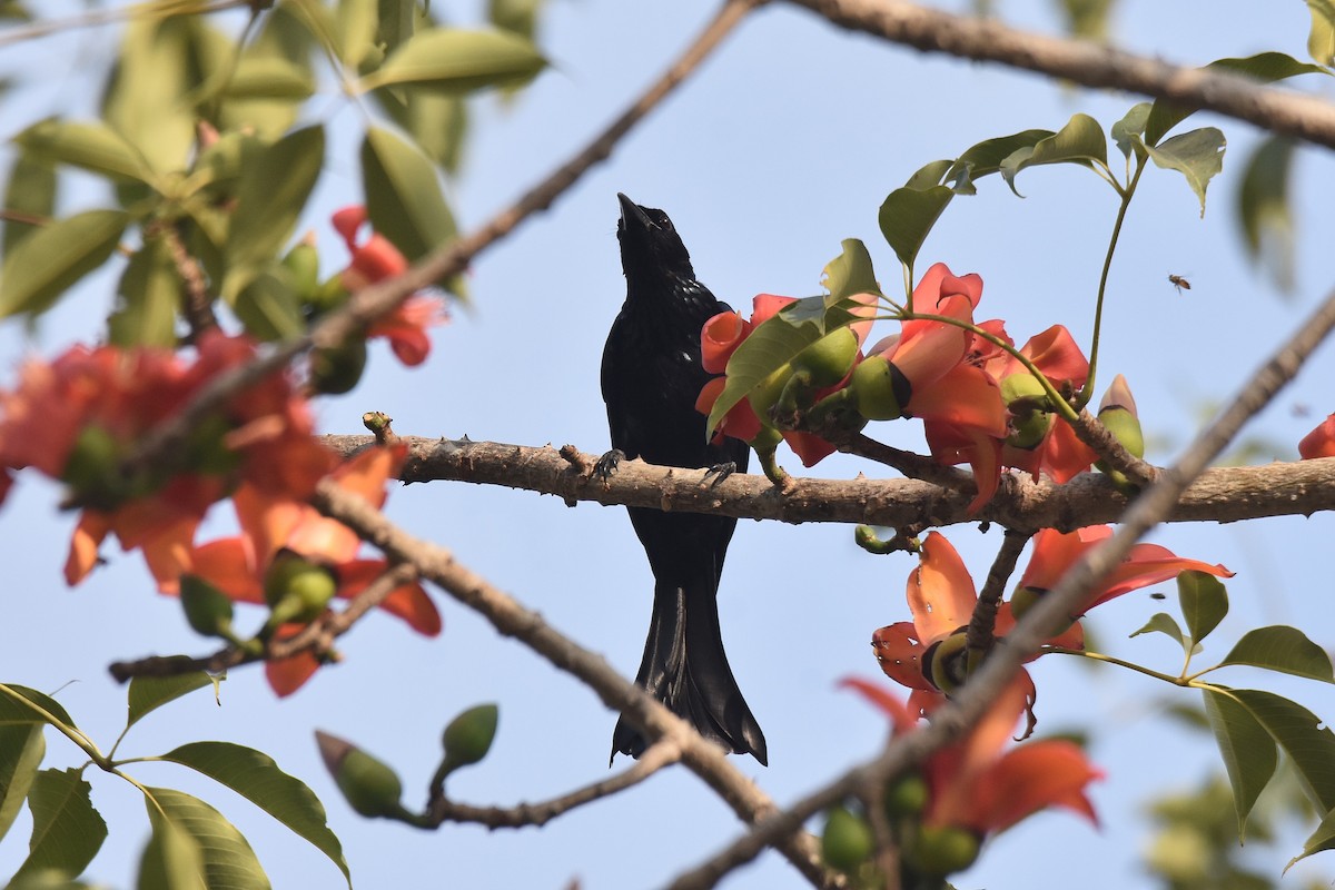 Hair-crested Drongo - Lukasz Pulawski