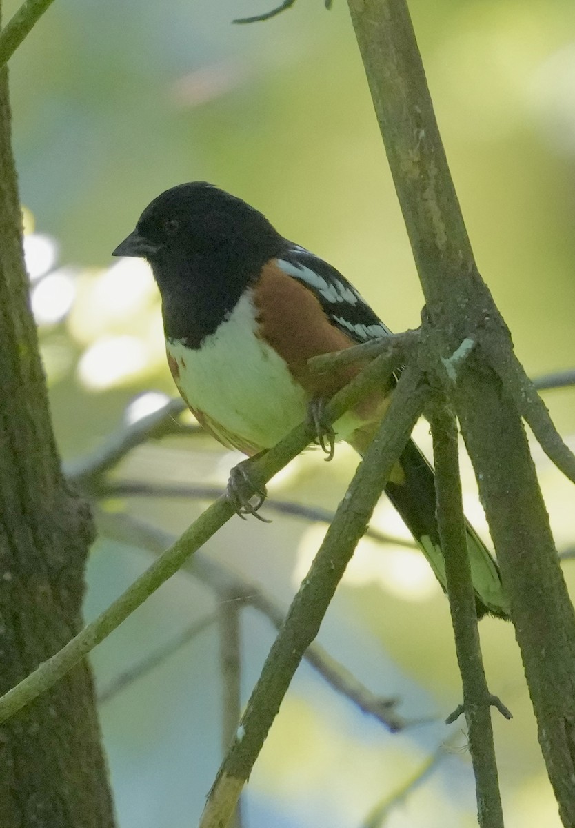 Spotted Towhee - ML616597578