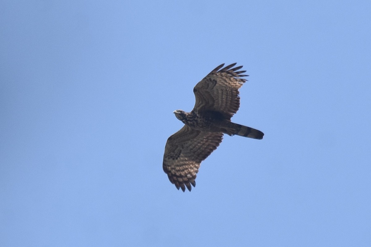 Oriental Honey-buzzard - Lukasz Pulawski