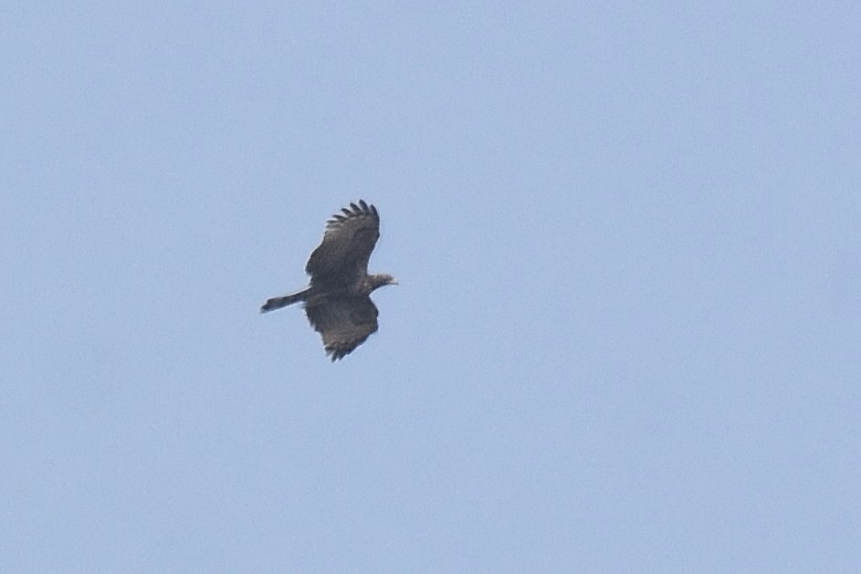 Oriental Honey-buzzard - Lukasz Pulawski