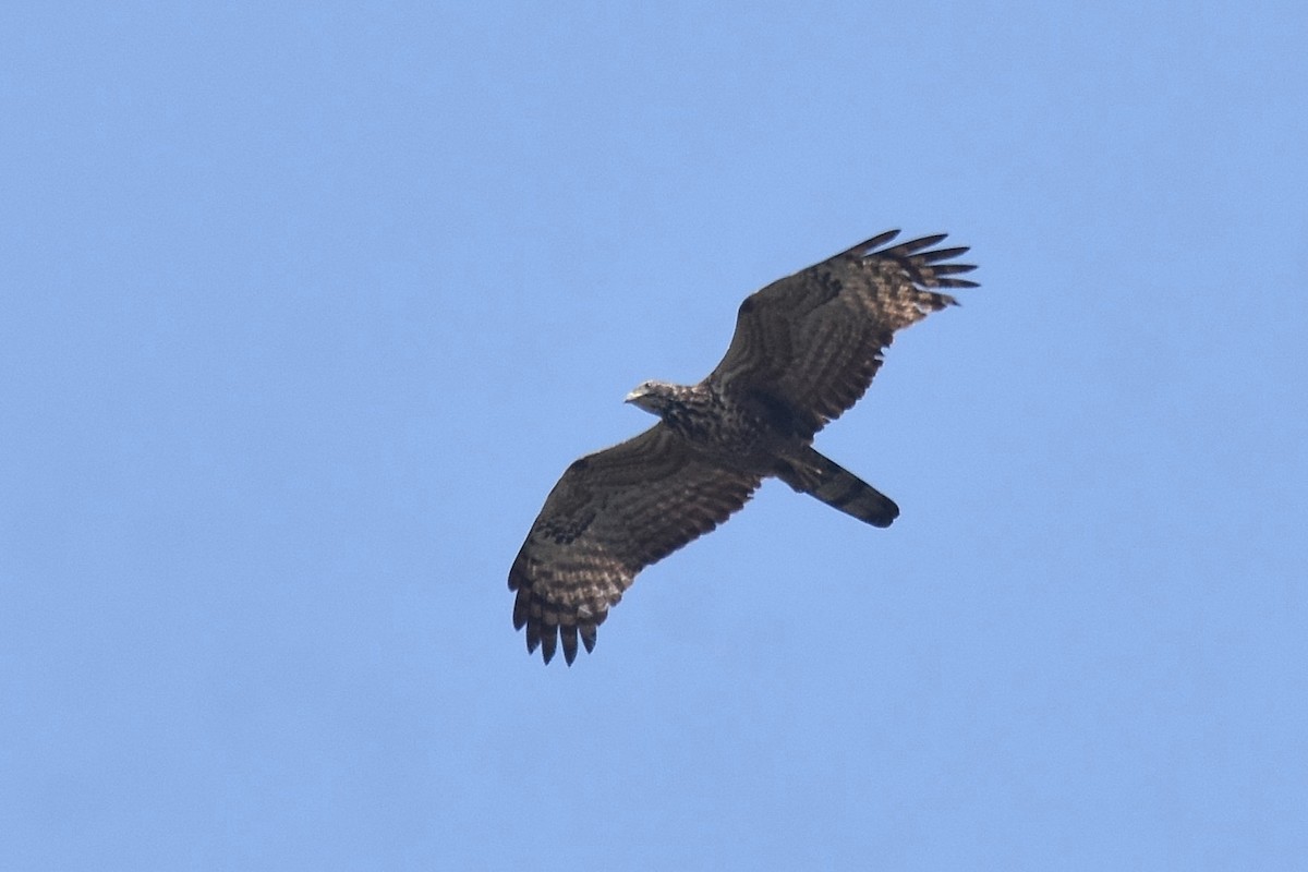 Oriental Honey-buzzard - ML616597606