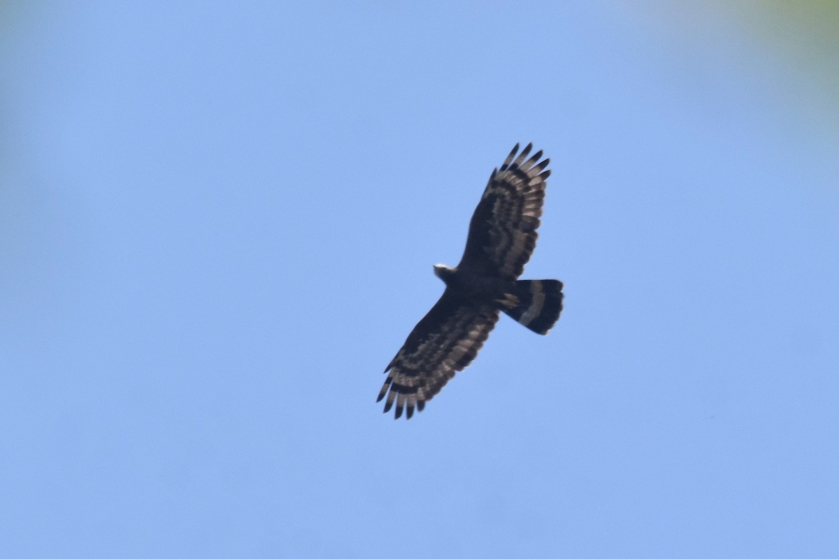 Oriental Honey-buzzard - Lukasz Pulawski