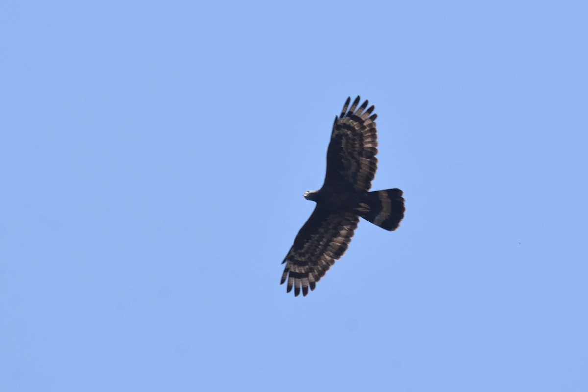 Oriental Honey-buzzard - ML616597611