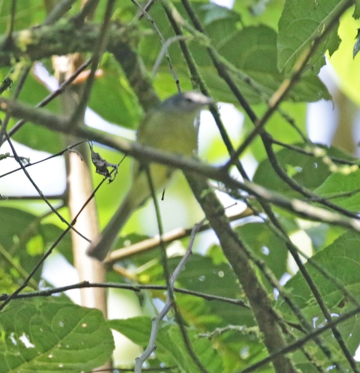 Plumbeous-crowned Tyrannulet - ML616597656