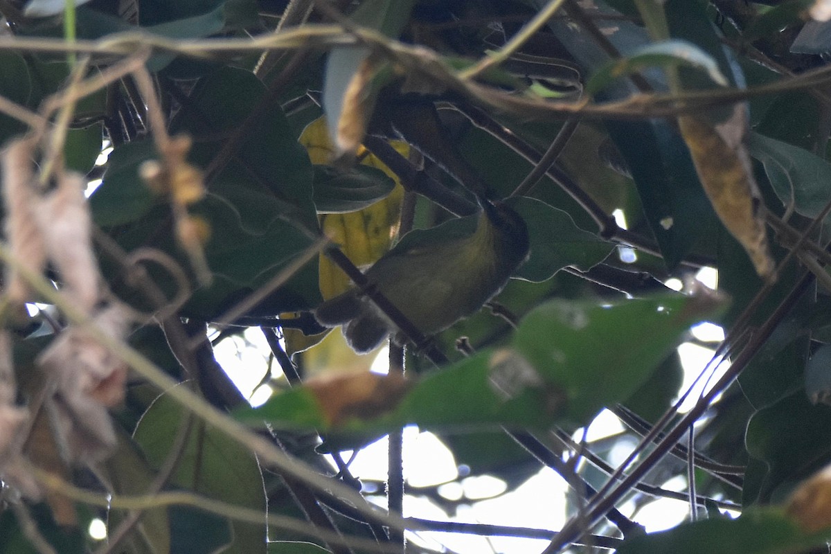 Pin-striped Tit-Babbler - Lukasz Pulawski