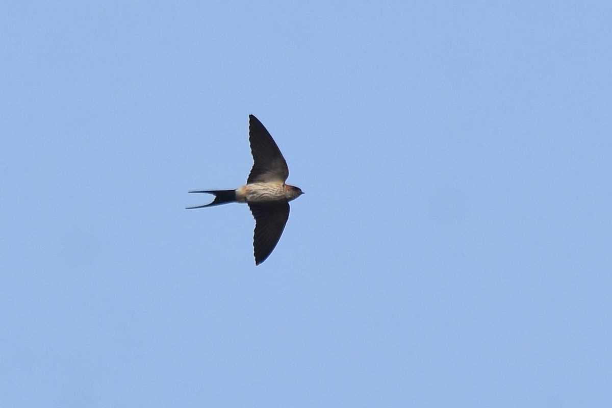 Red-rumped Swallow - Lukasz Pulawski