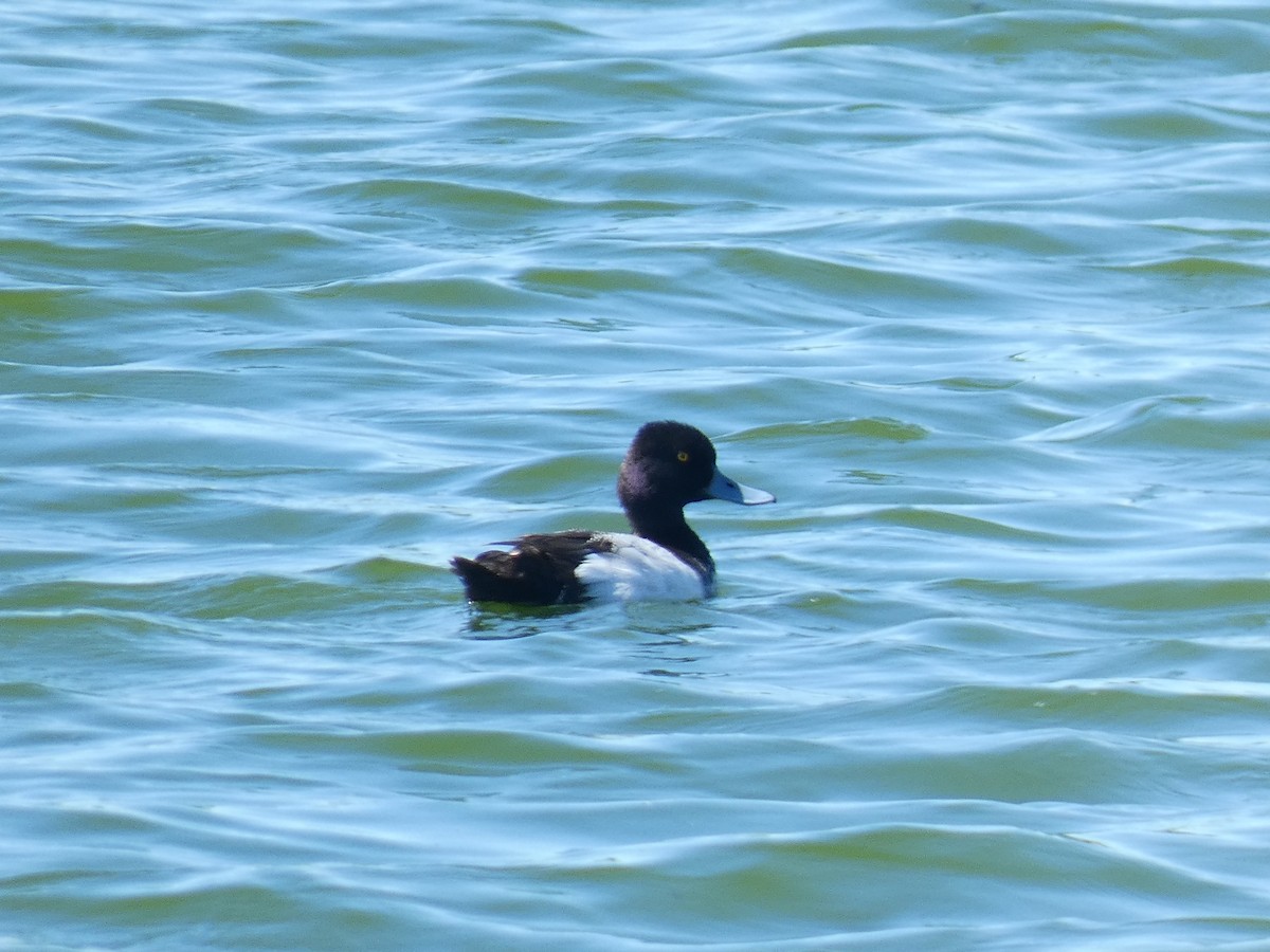 Lesser Scaup - Don Cook