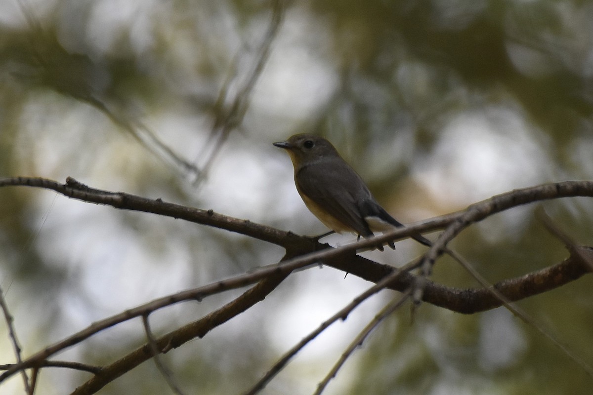 Taiga Flycatcher - ML616597701