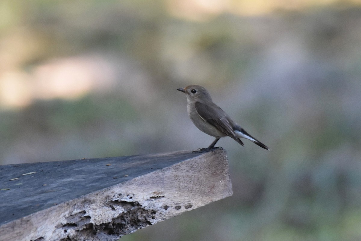 Taiga Flycatcher - ML616597702