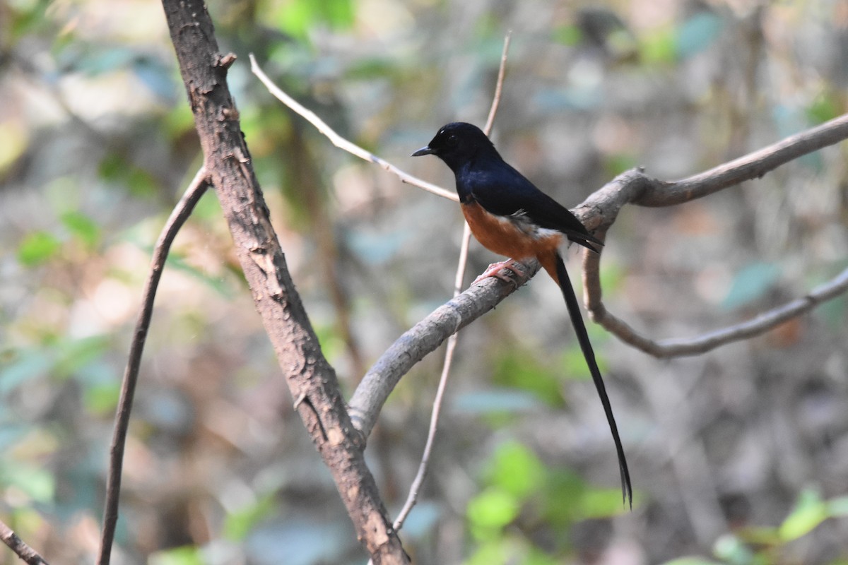 White-rumped Shama - Lukasz Pulawski