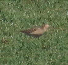 Buff-breasted Sandpiper - ML616597721