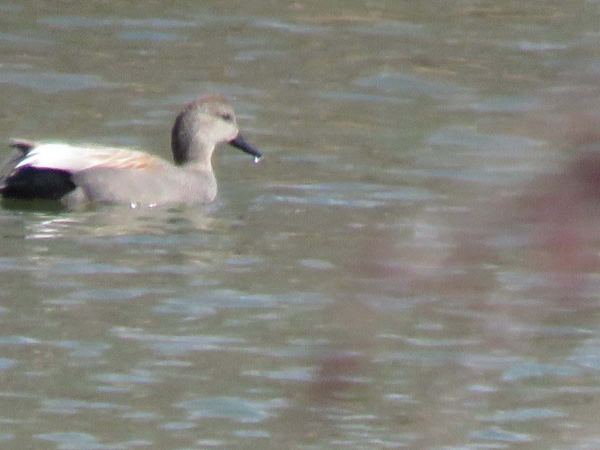 Gadwall - Daniel Cuerrier