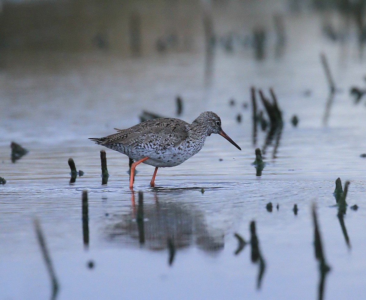 Common Redshank - ML616597789