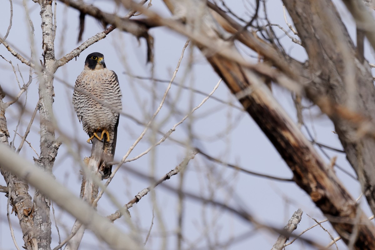 Peregrine Falcon - ML616597791