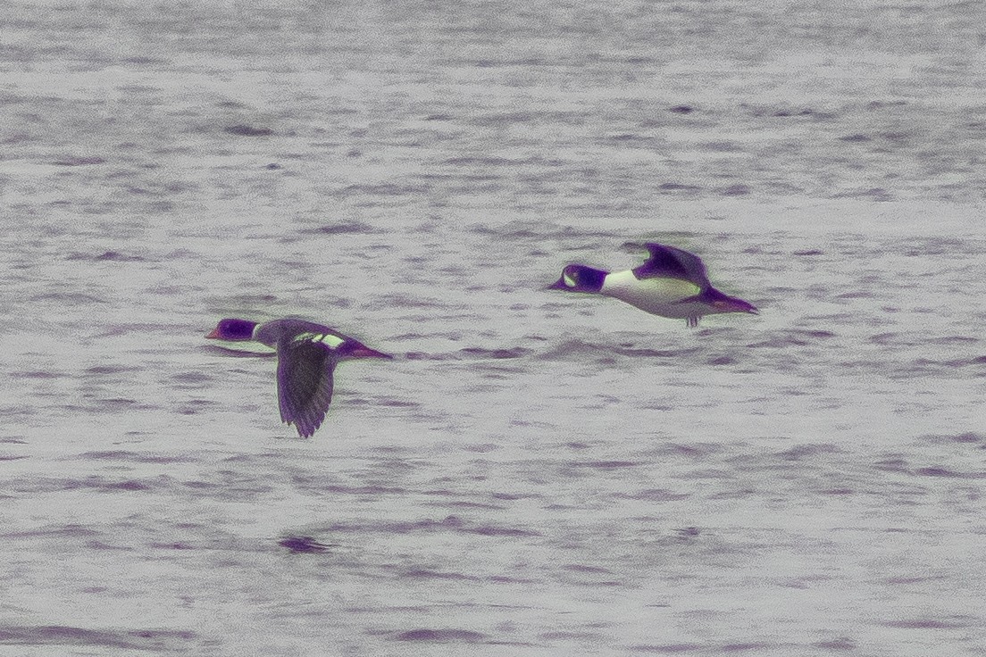 Barrow's Goldeneye - ML616597794