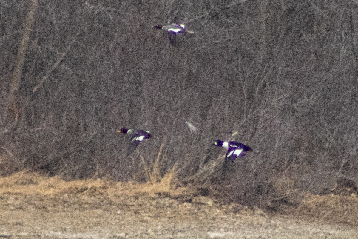 Barrow's Goldeneye - ML616597799