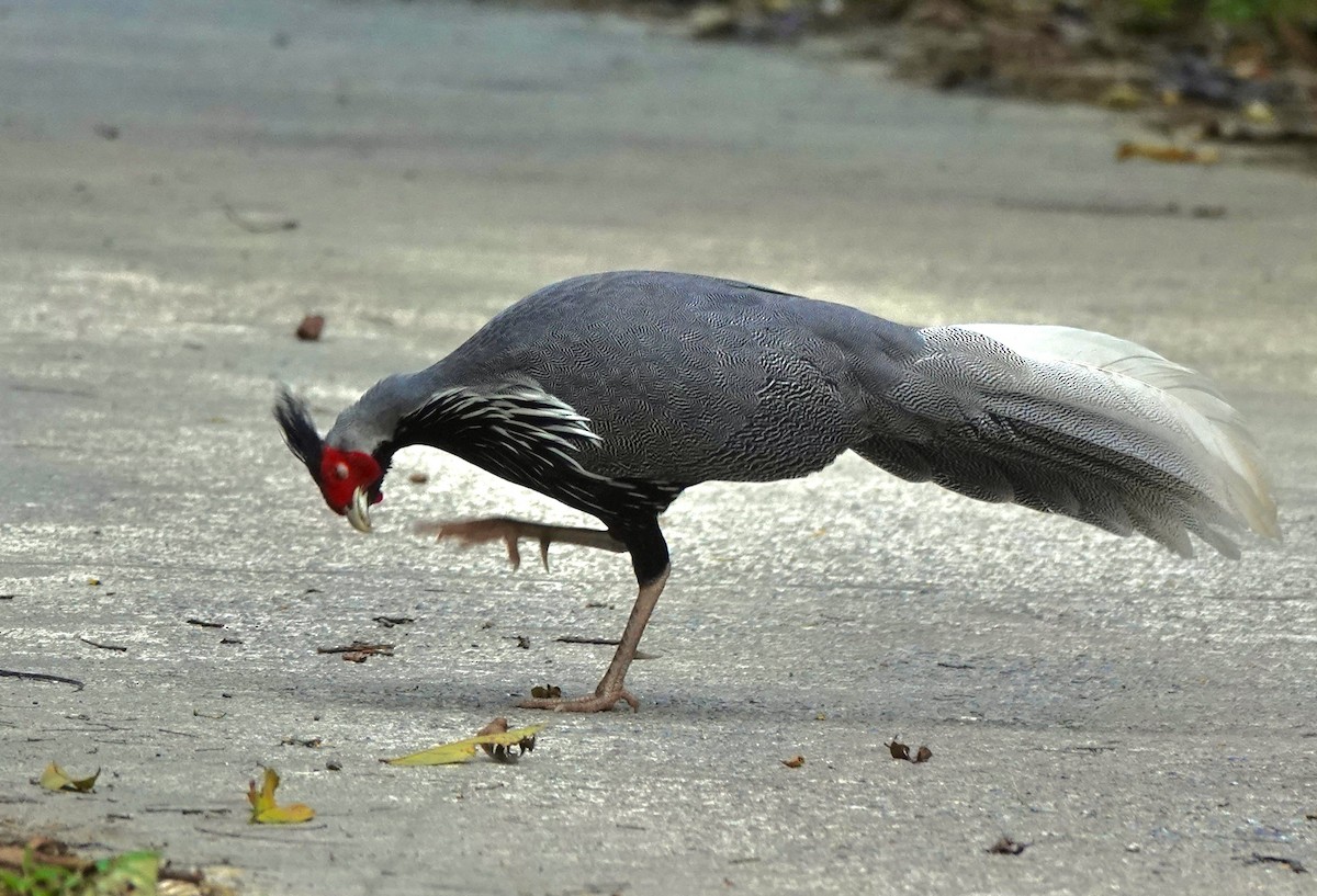 Kalij Pheasant - Susan Hartley