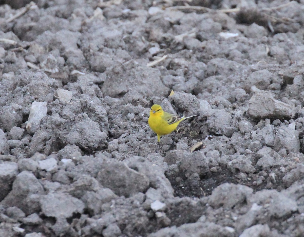 Western Yellow Wagtail - ML616597816