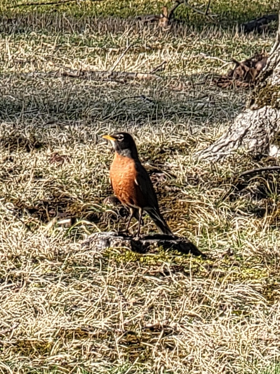 American Robin - ML616597855