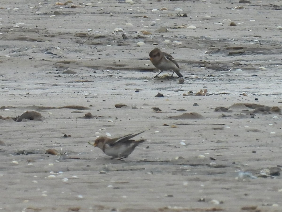 Snow Bunting - Simon Bradfield