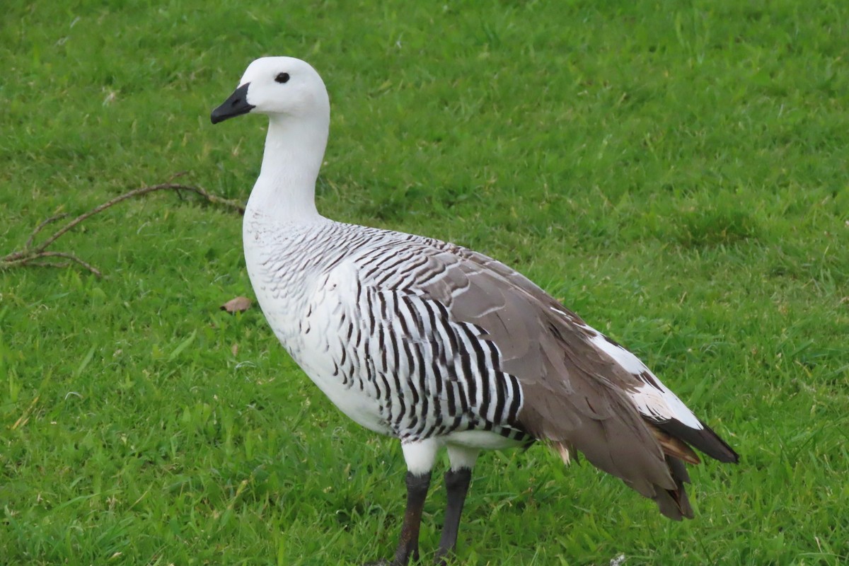 Upland Goose - ML616597888