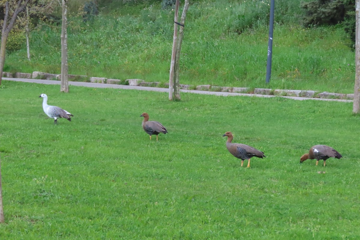 Upland Goose - ML616597889