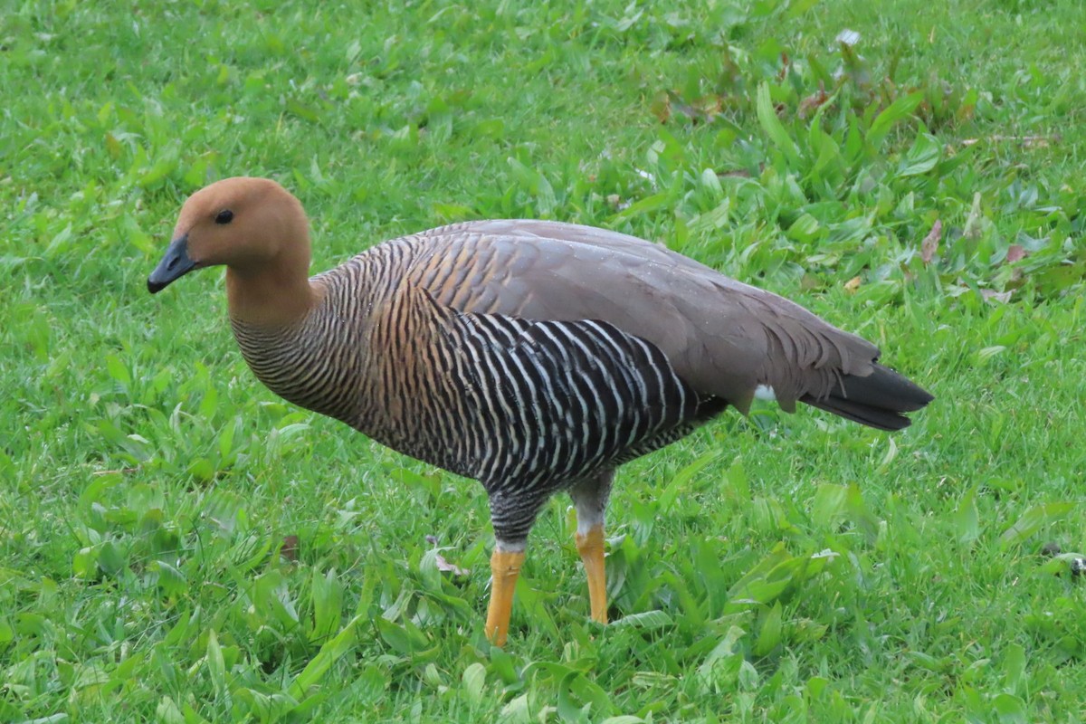 Upland Goose - Alexandre Dolgner