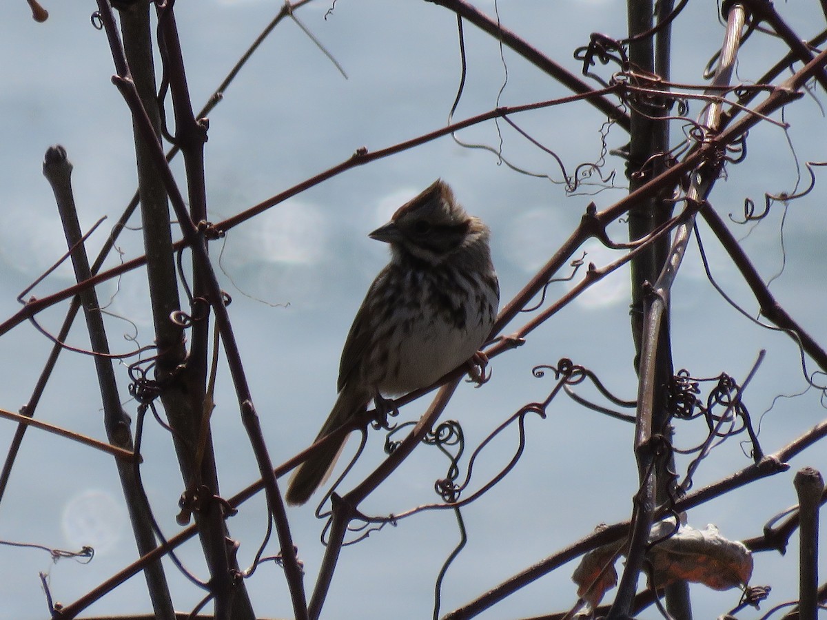 Song Sparrow - Daniel Cuerrier