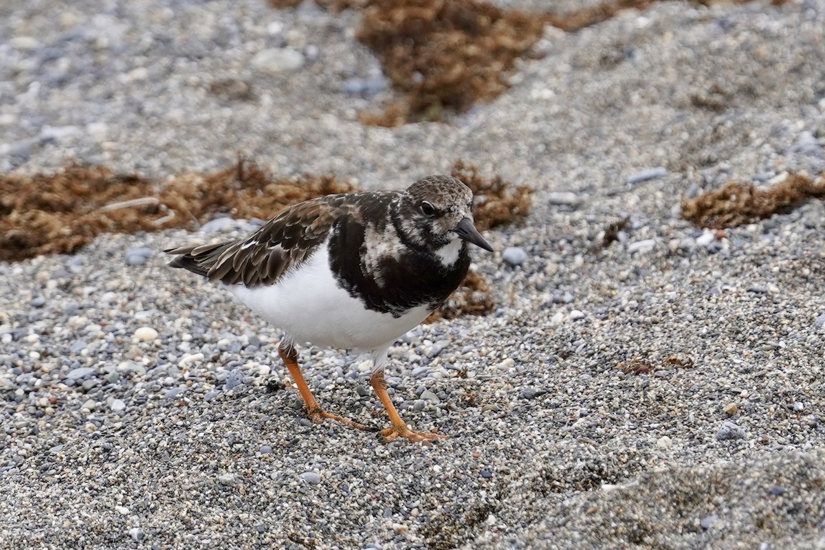 Ruddy Turnstone - ML616597924