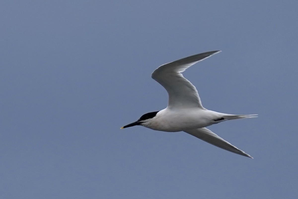 Sandwich Tern - ML616597940