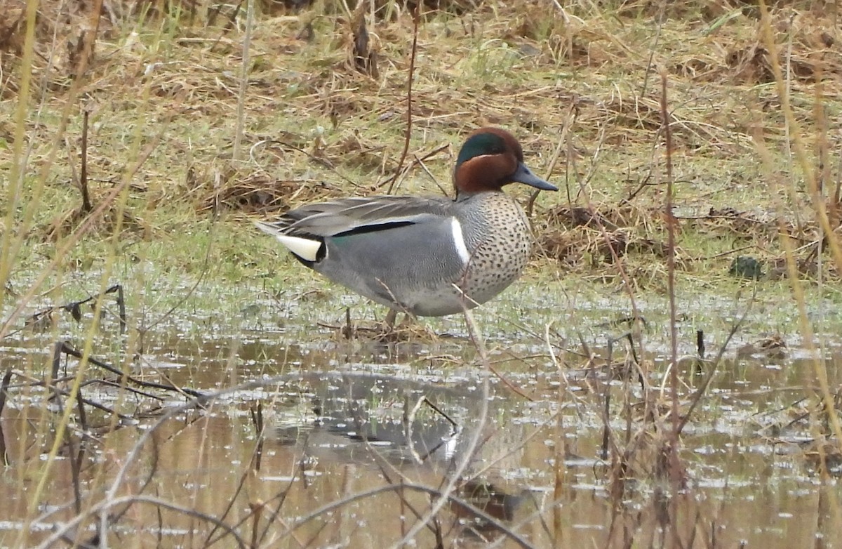 Green-winged Teal - ML616597950