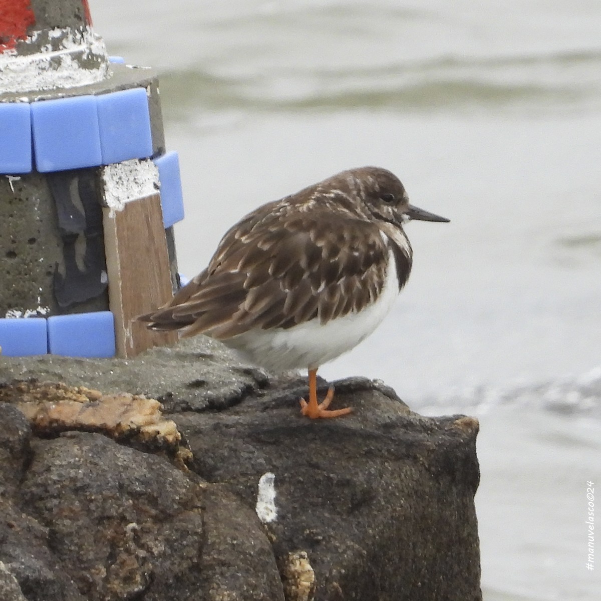 Ruddy Turnstone - ML616597973