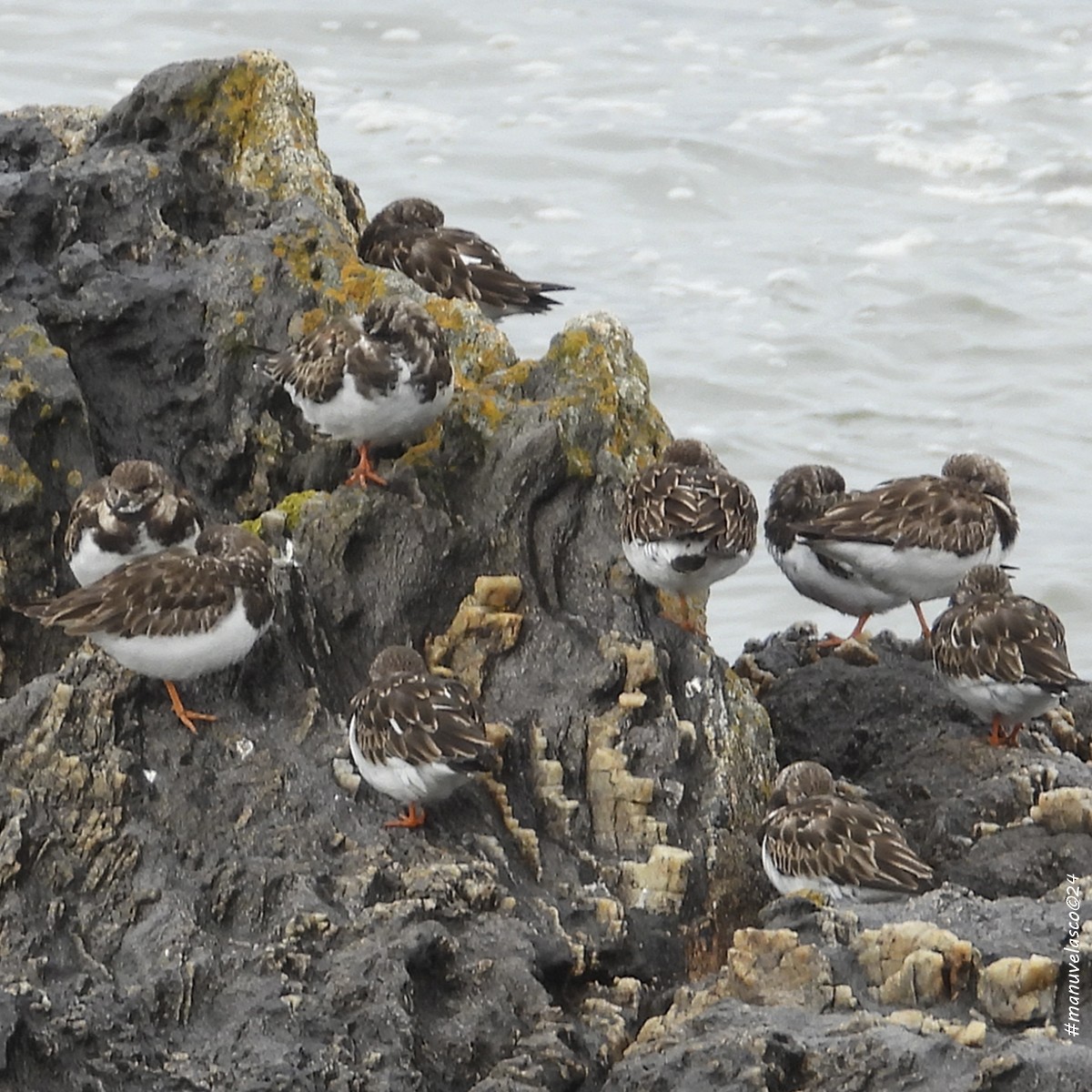 Ruddy Turnstone - ML616597974